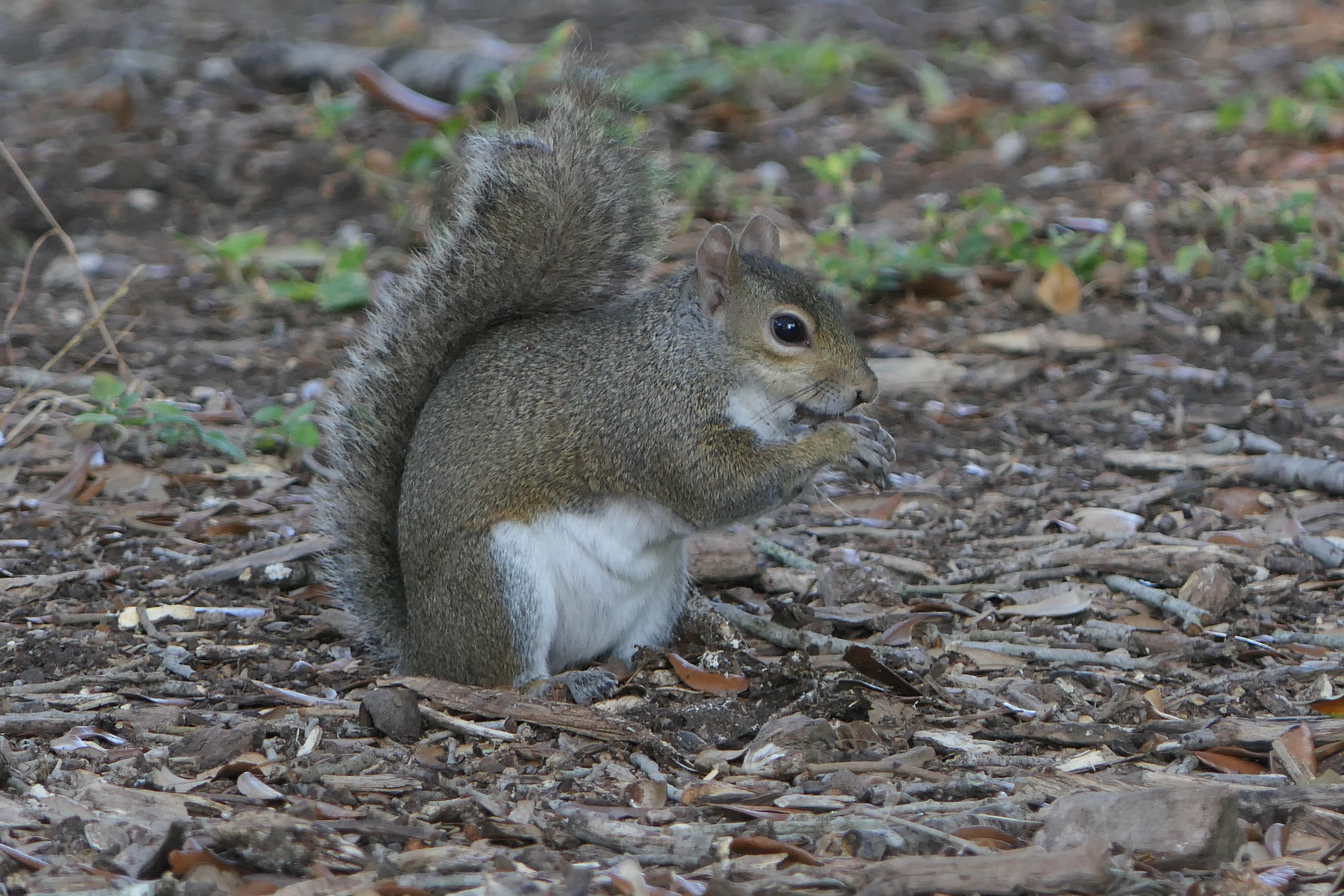 lots of squirrels around the place