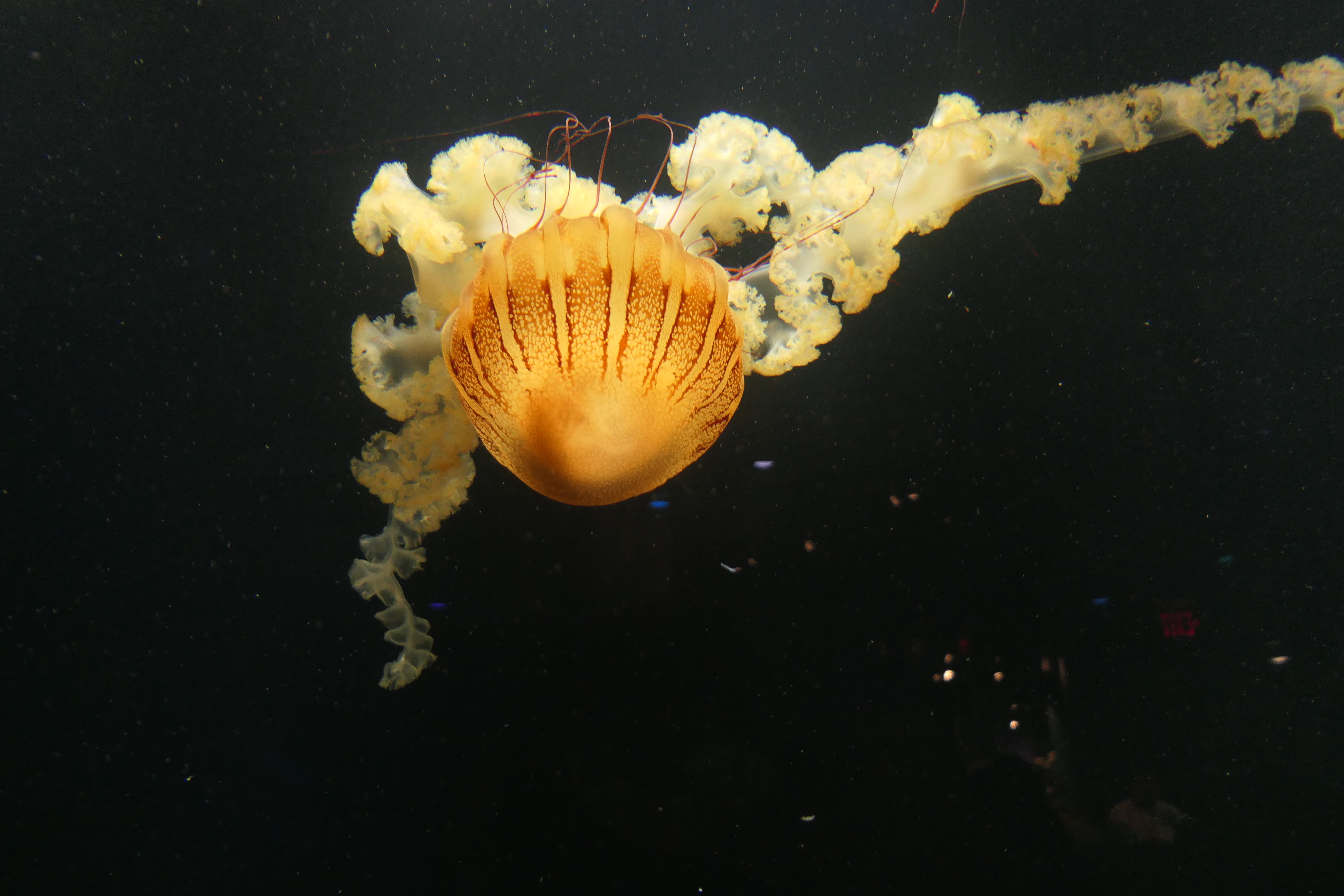 closeby New Orleans has a nice aquarium